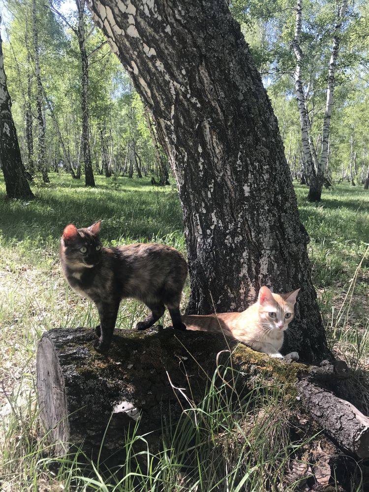 Отдам в добрые руки кота и кошечеку