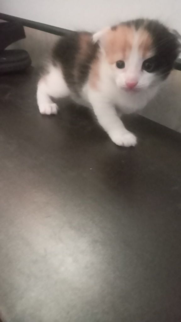 Котята породистые