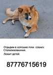 Отдадим в хорошие, добрые руки собак.