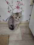 Котенок мальчик ищет дом.