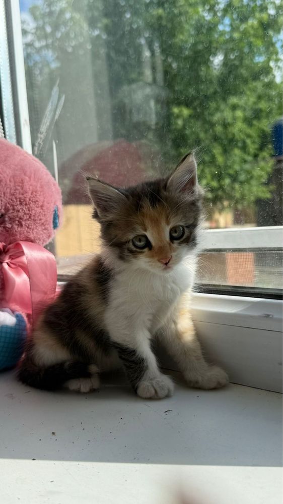 Отдам котят бесплатно. Можем доставить