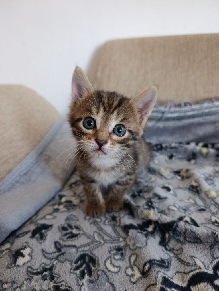 Котенок в добрые руки