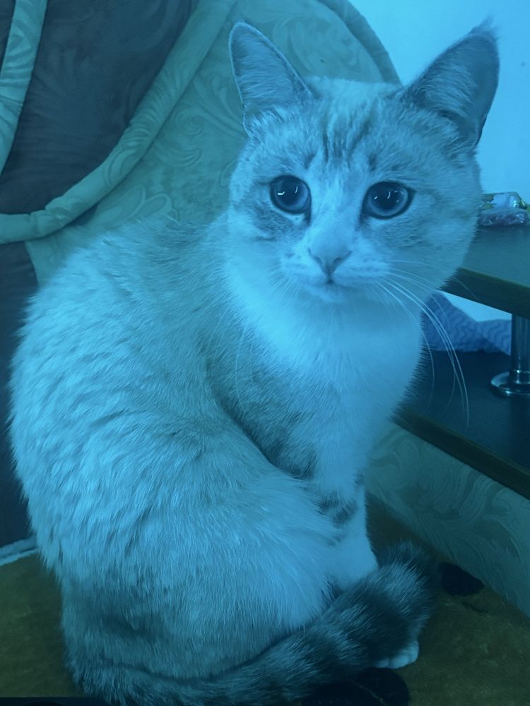 Продам тайского кота