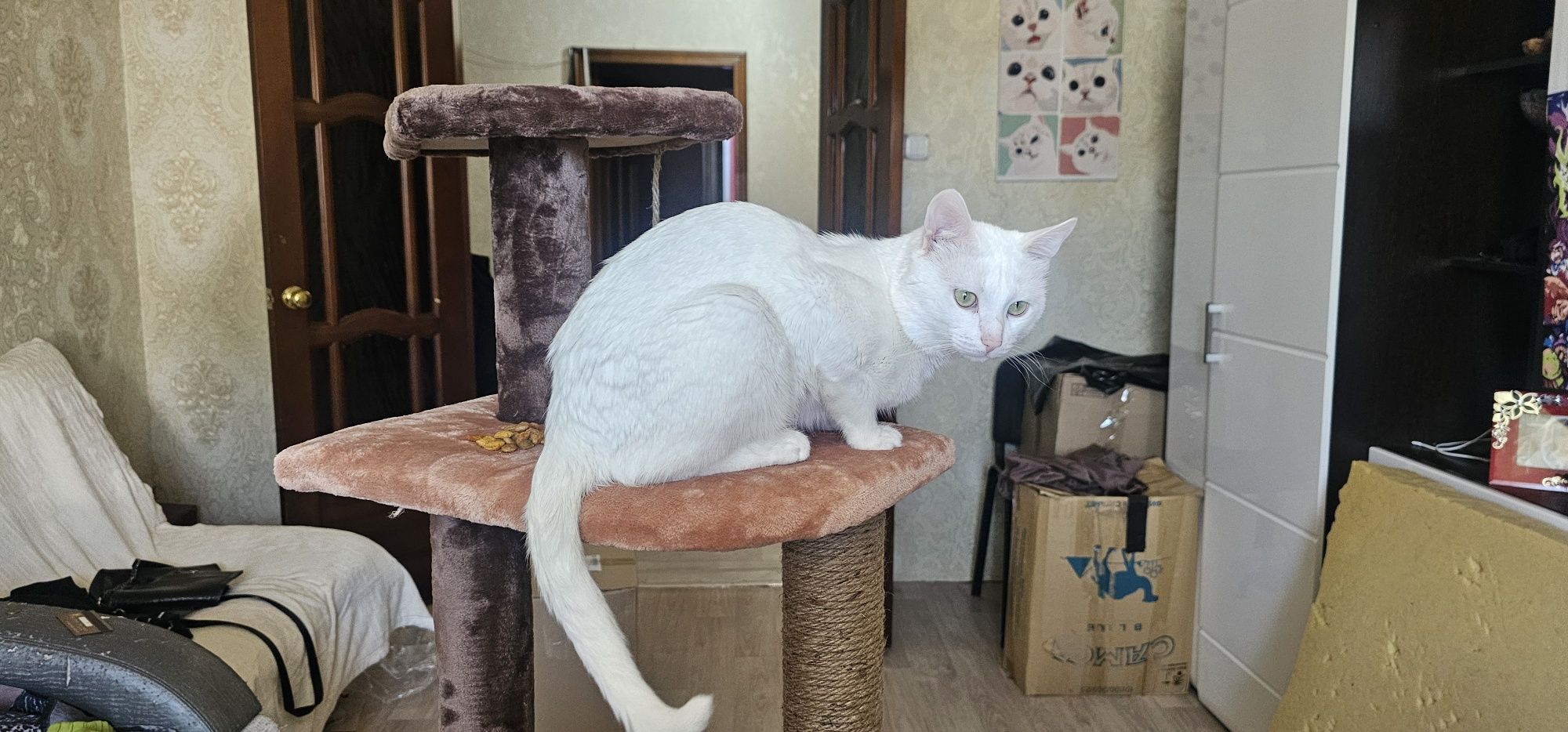 Приглашаю на вязку кошку