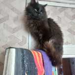 Отдам в добрые котиков