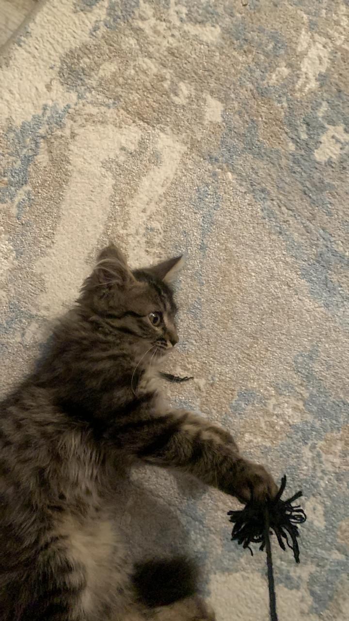 СРОЧНО Отдаю котёнка.Г.Каскелен