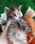 Котята МЕЙН КУНЫ. От 2х месяцев