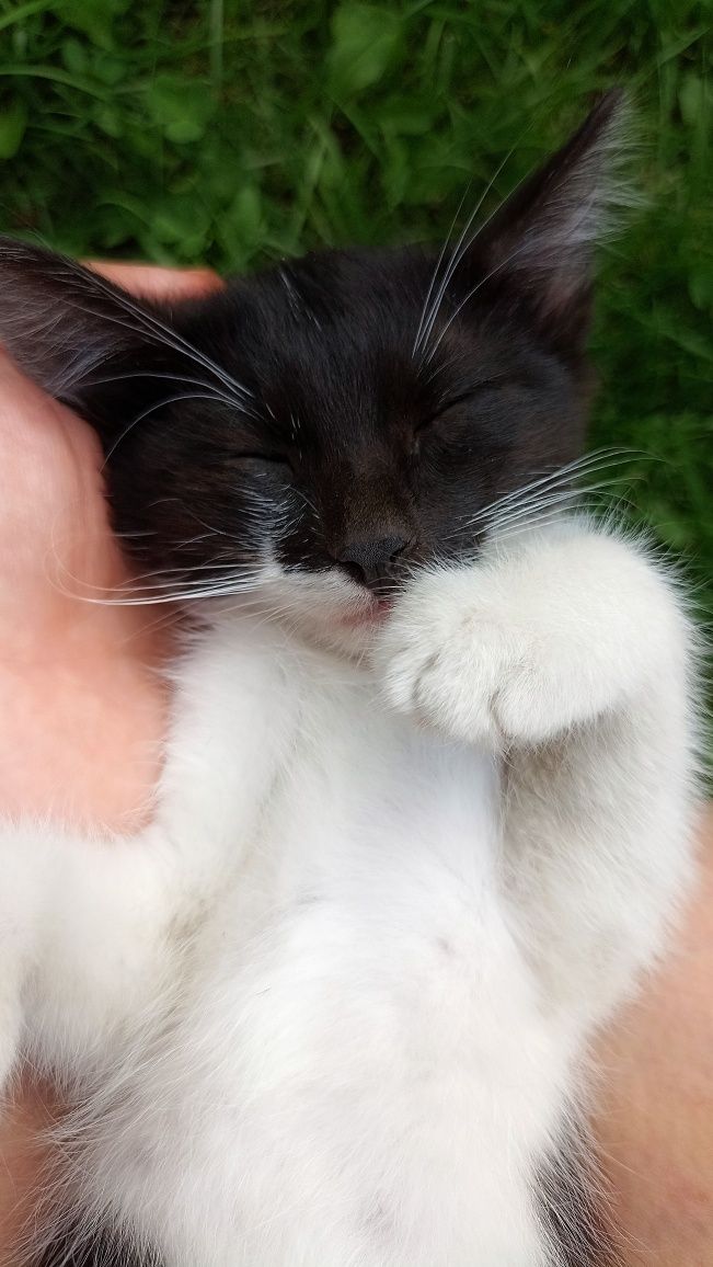 Котёнок красивый , в хорошие руки