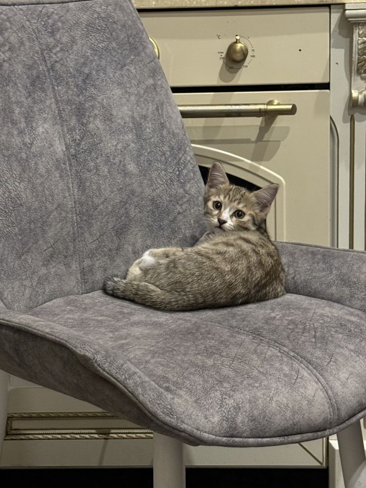 Котят в добрые руки