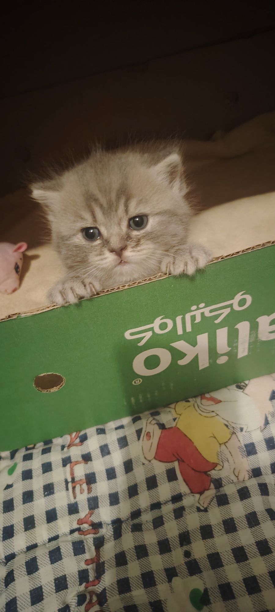 Продаётся пародистый котенок