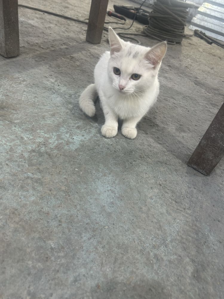 Пристраивается котенок