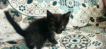 Котёнок для души