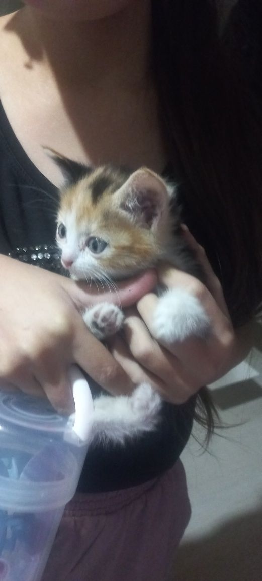 Отдам Котят в хорошие руки