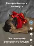 Французский бульдог