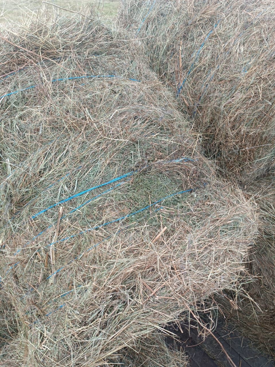 Продам сено, разнотравье.