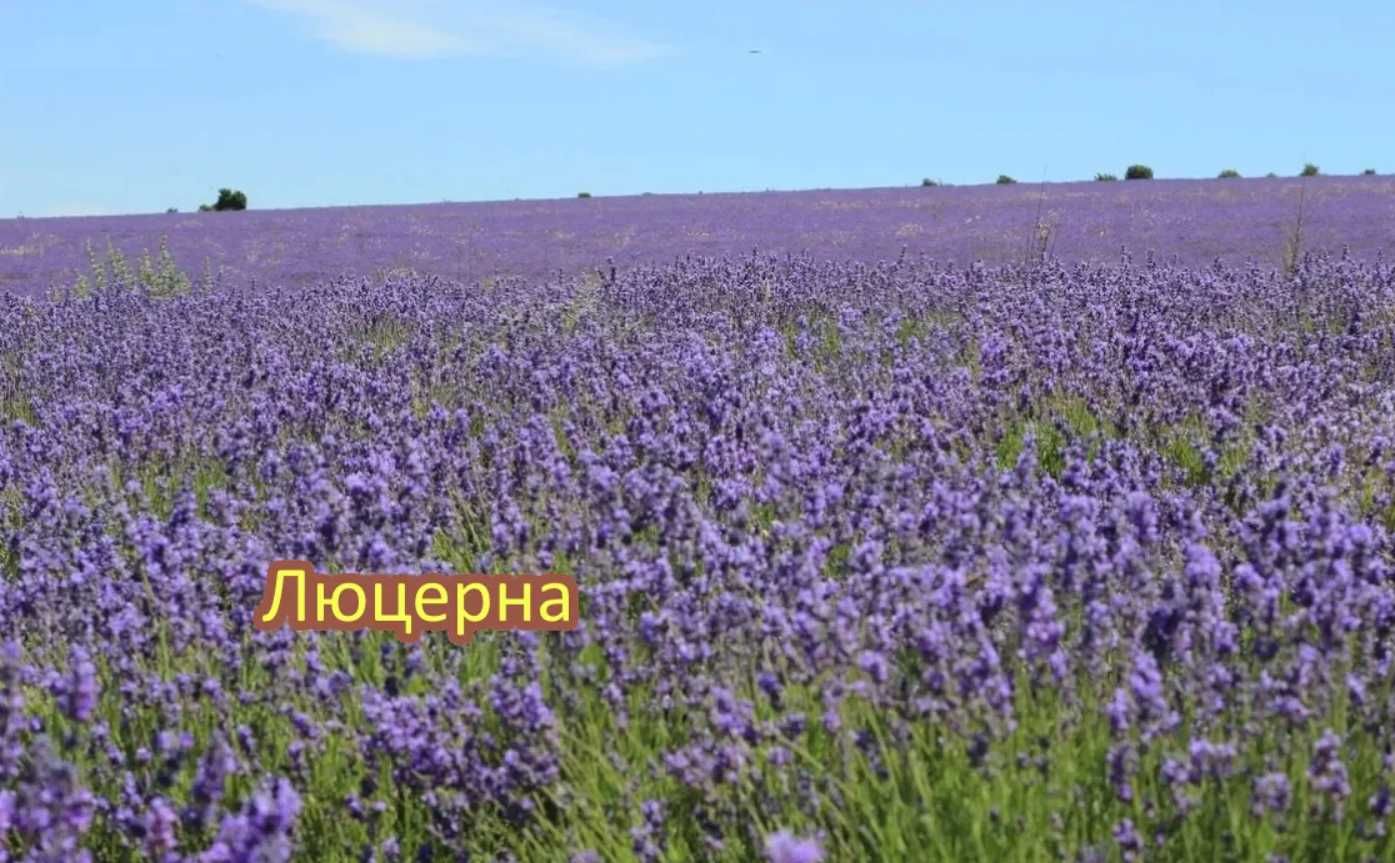 Семена:Эспарцет,Суданка,Донник,Житняк,Вика,Козлятник,Фацелия,Овсянница