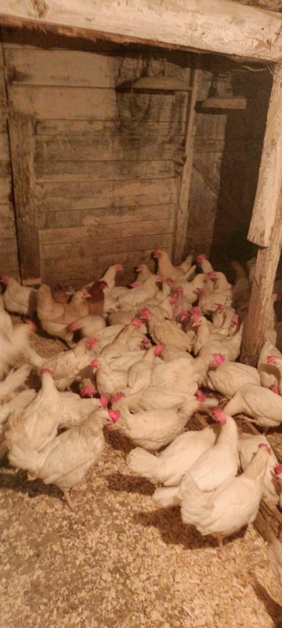 Куры белые несушки поросята мясного направления