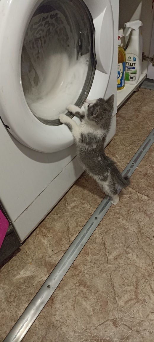 Котятки -котятушки-мальчики!!