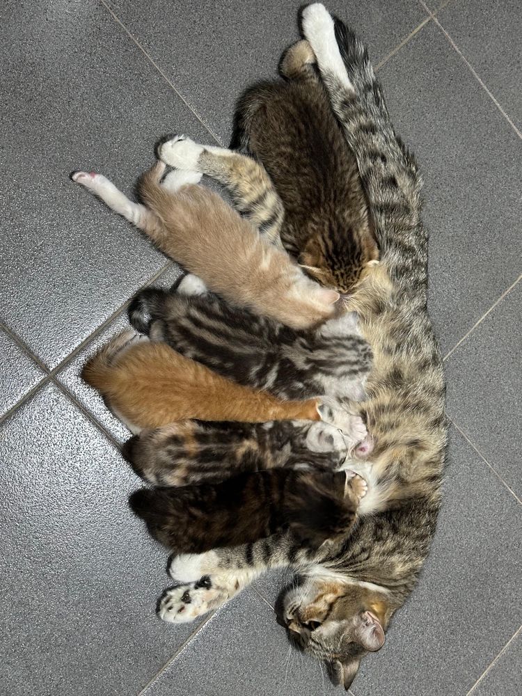 Продаются Котята Шотландские Вислоухие