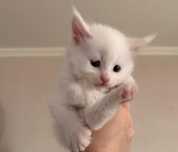 Котята бесплатно