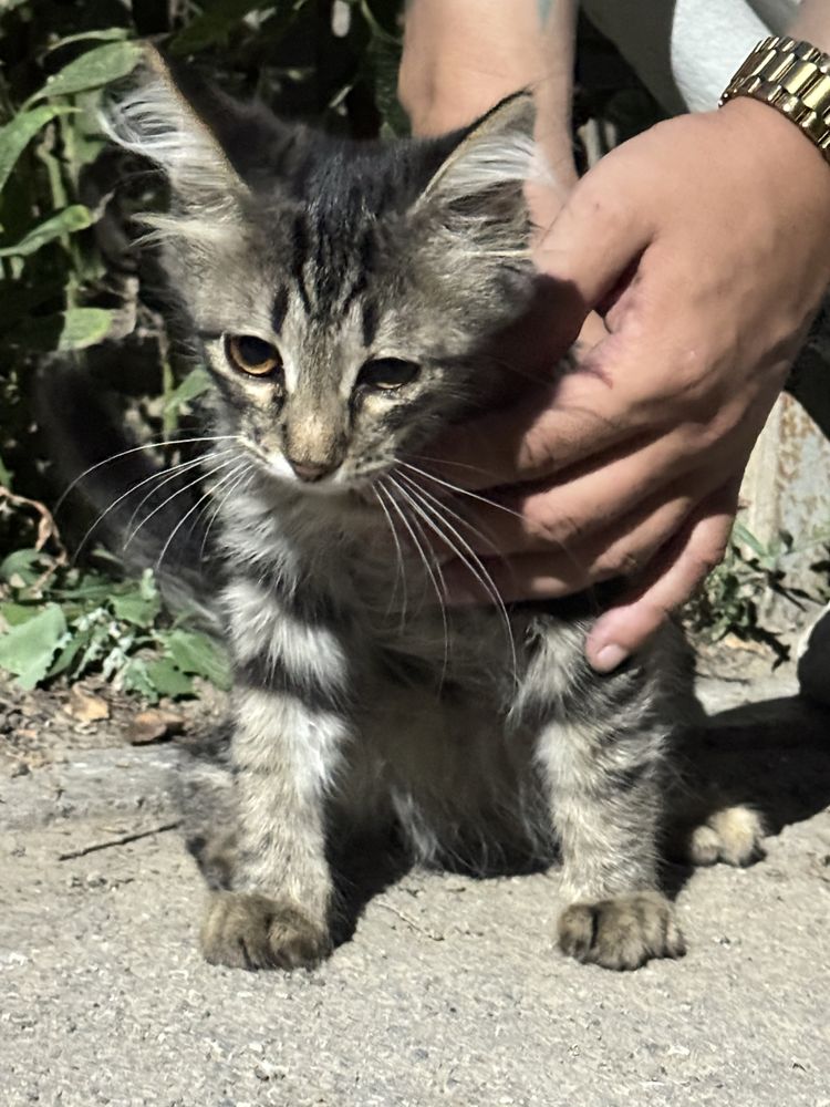Котята ищут дом, отдадим в хорошие руки