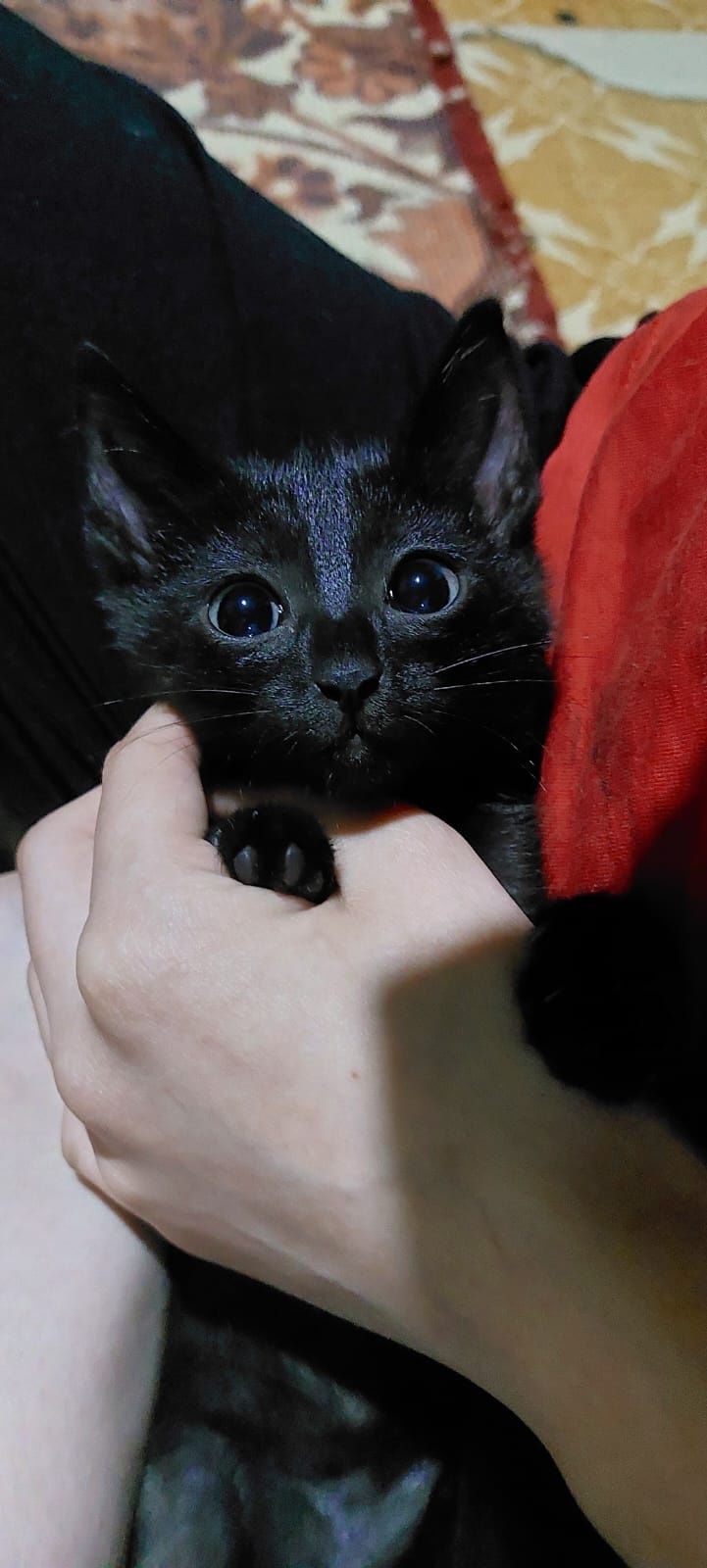 Котята в хорошие руки