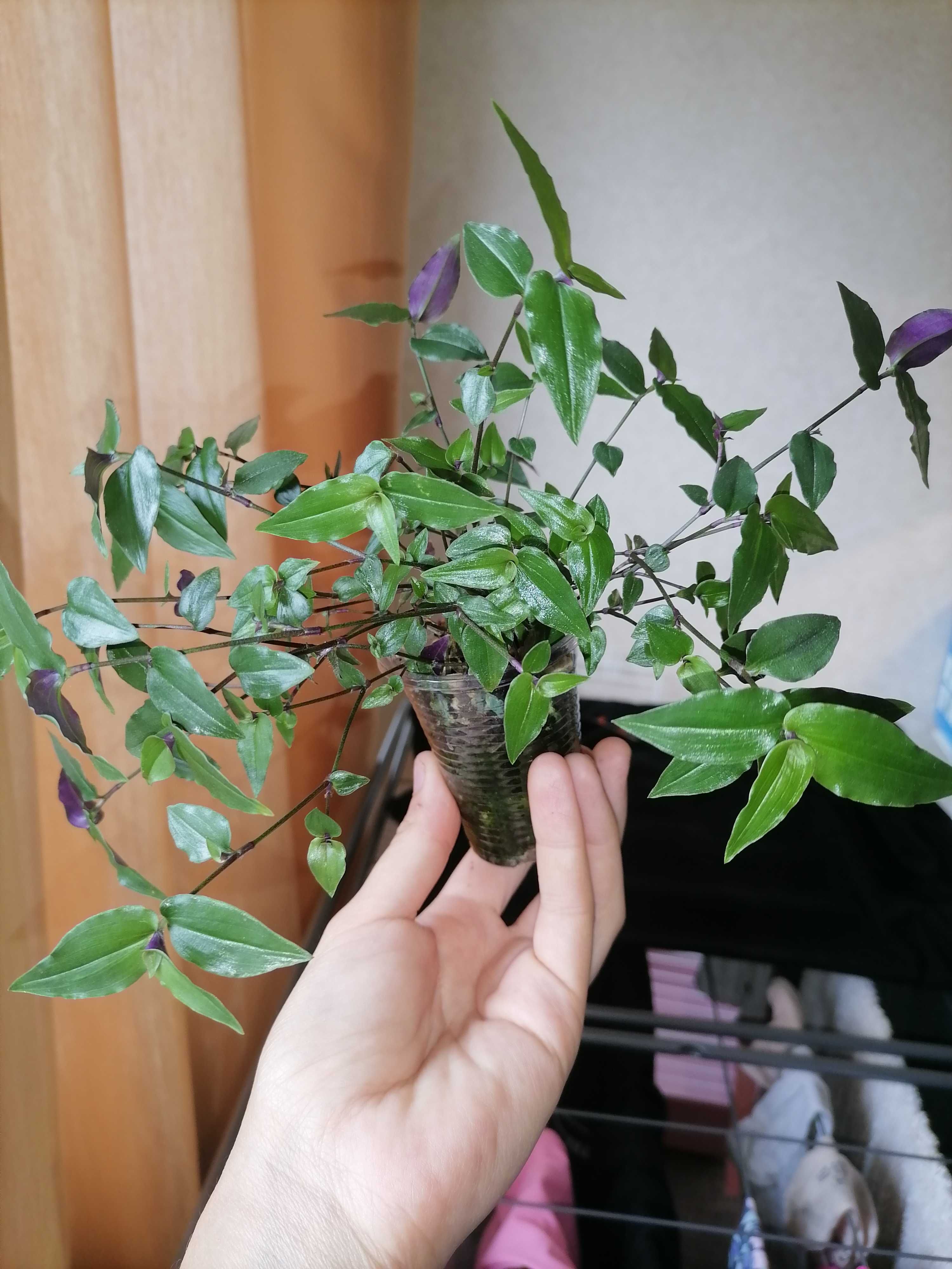 Комнатные растения