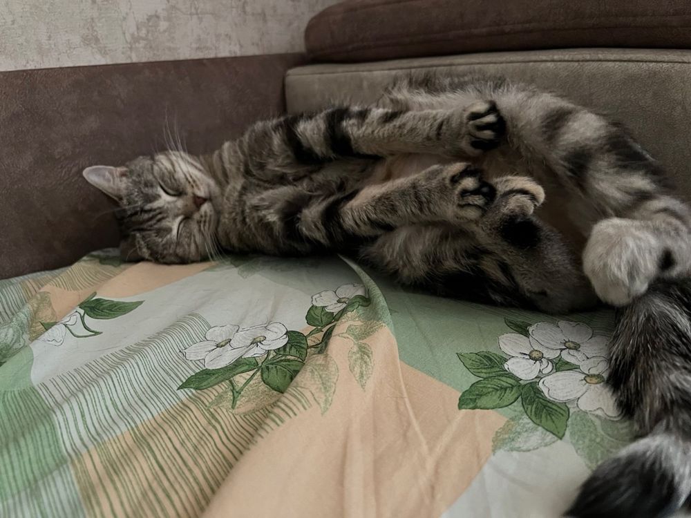 Отдам в добрые руки кошку