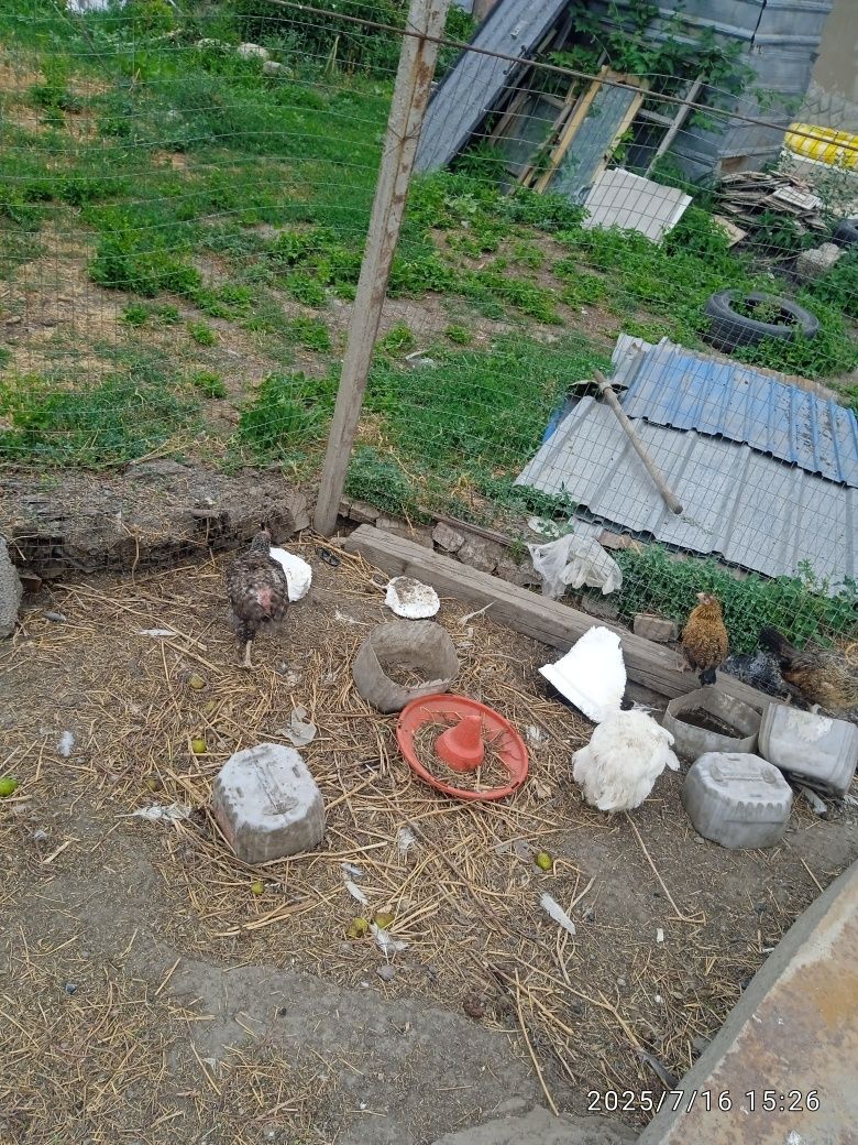 Продам курей цыплят квочек срочно