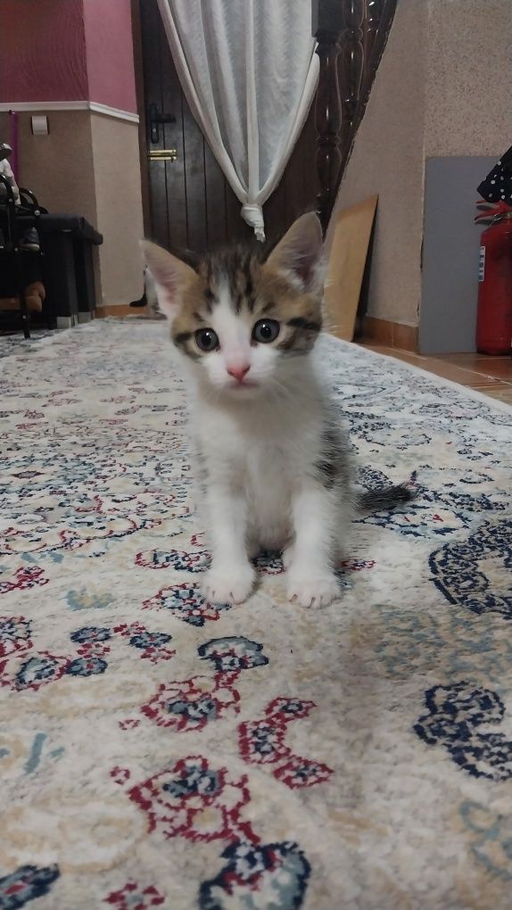 Отдам котят в добрые руки.