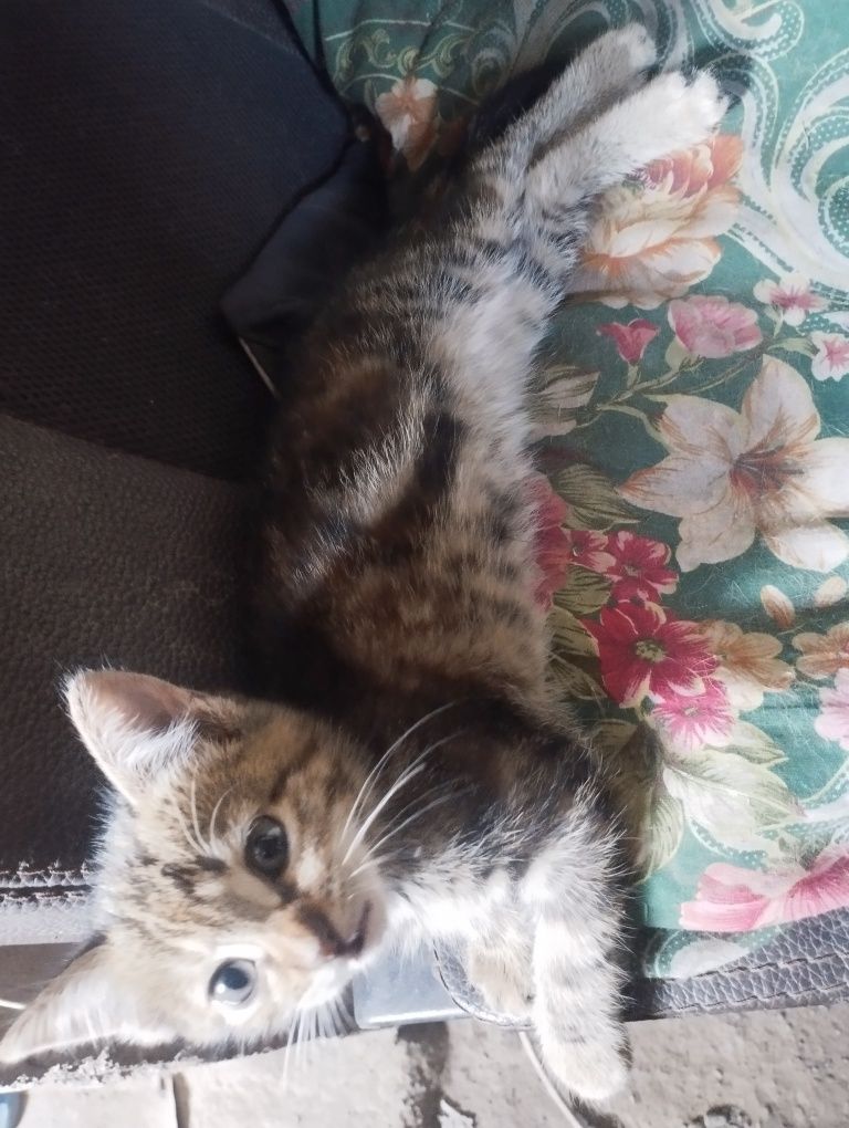 Отдам в добрые руки котят