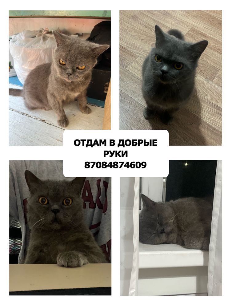 кот британец короткошёрстный
