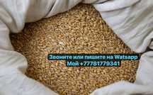 Продам пшеницу отруби зерноотходы