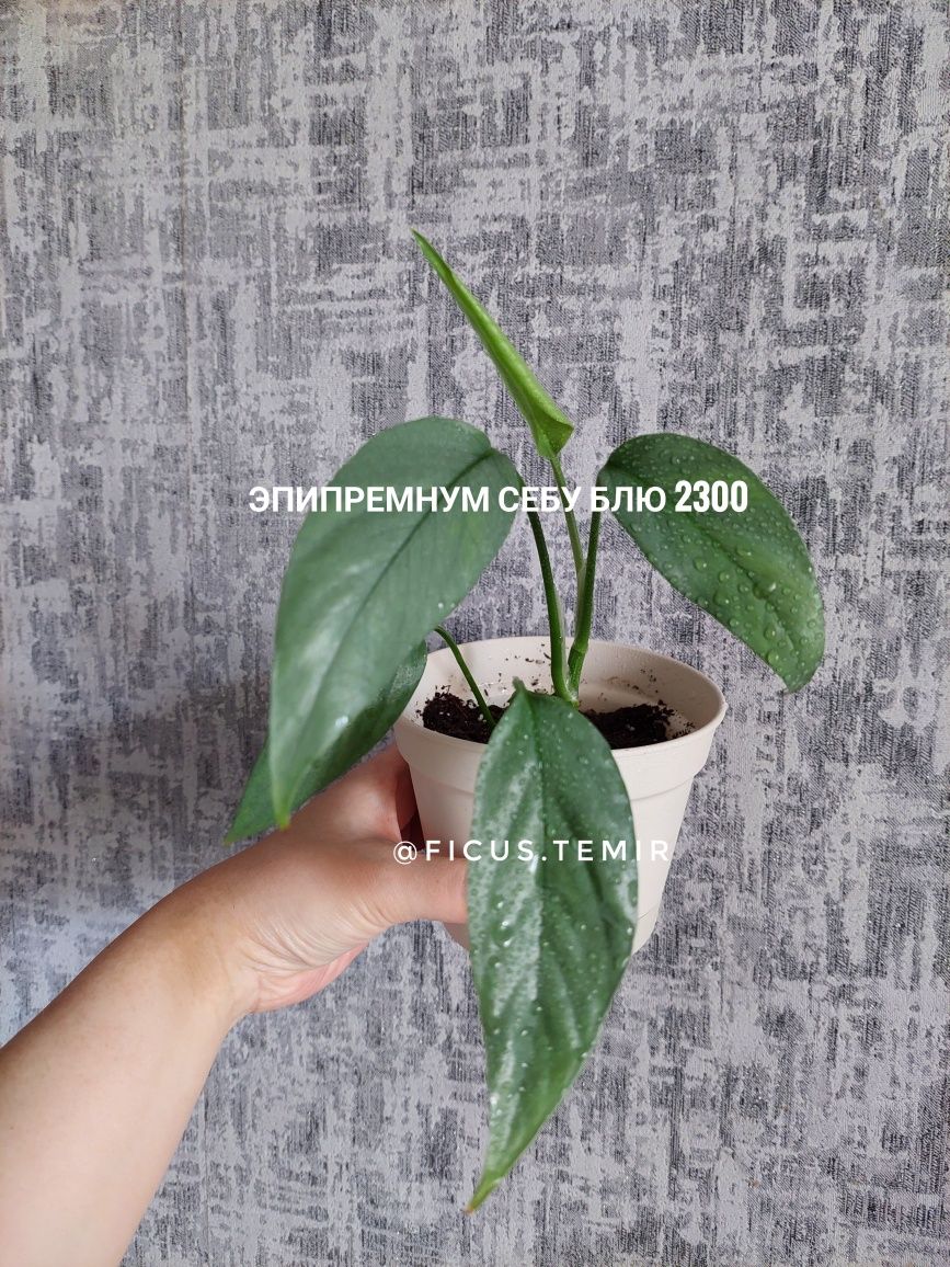 Комнатные растения