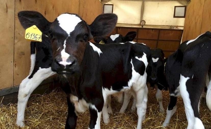 Продам бычков голштинскиз 8 голов