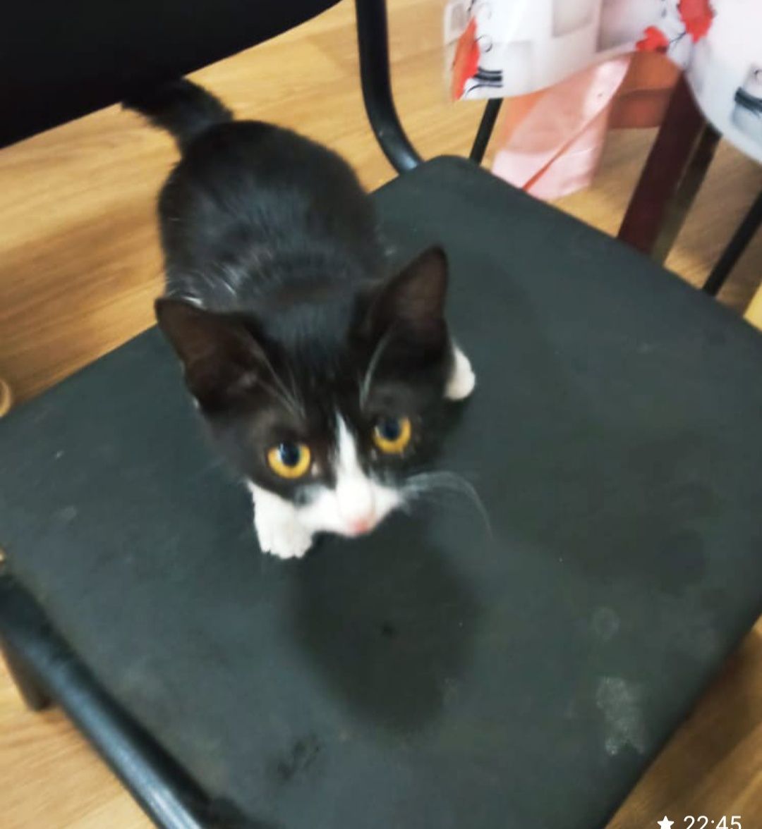 Котятки -котятушки-мальчики и девочки!