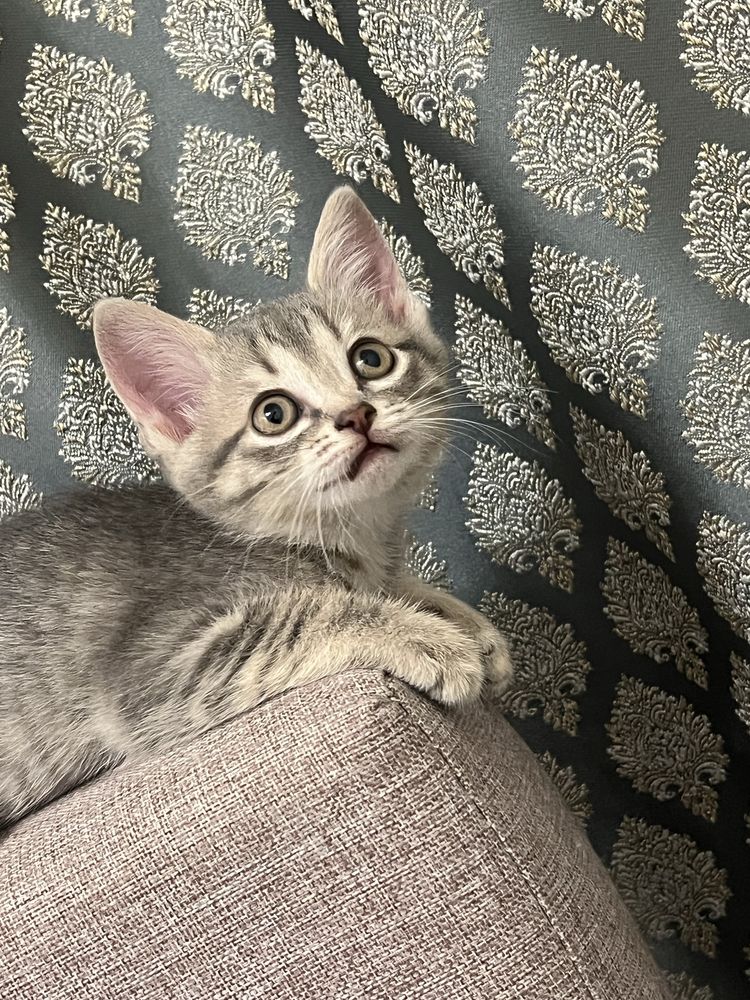 Котята в хорошую семью