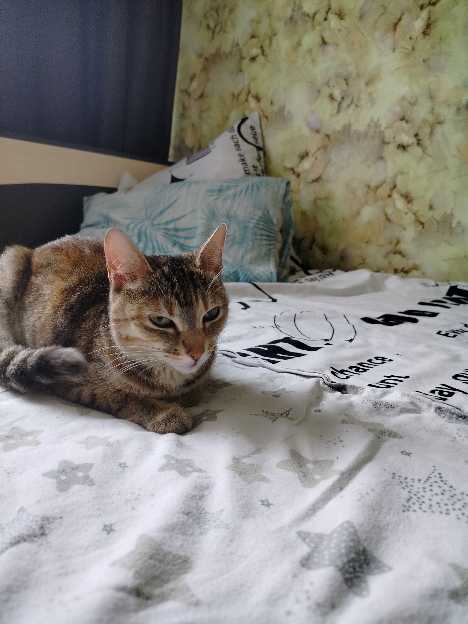 Ласковая кошечка ищет дом