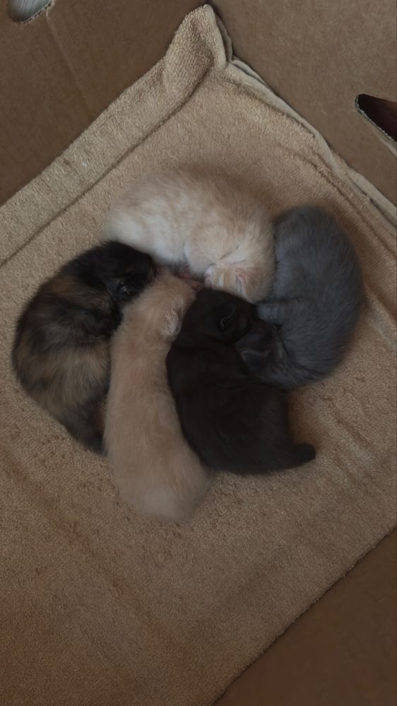 Маленькие котята