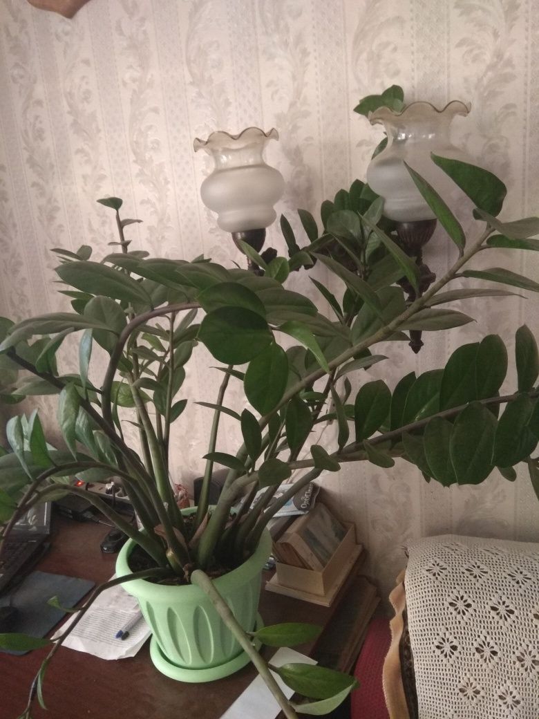 Комнатные цветы, алое китайская роза, Бенджамин и т.д.