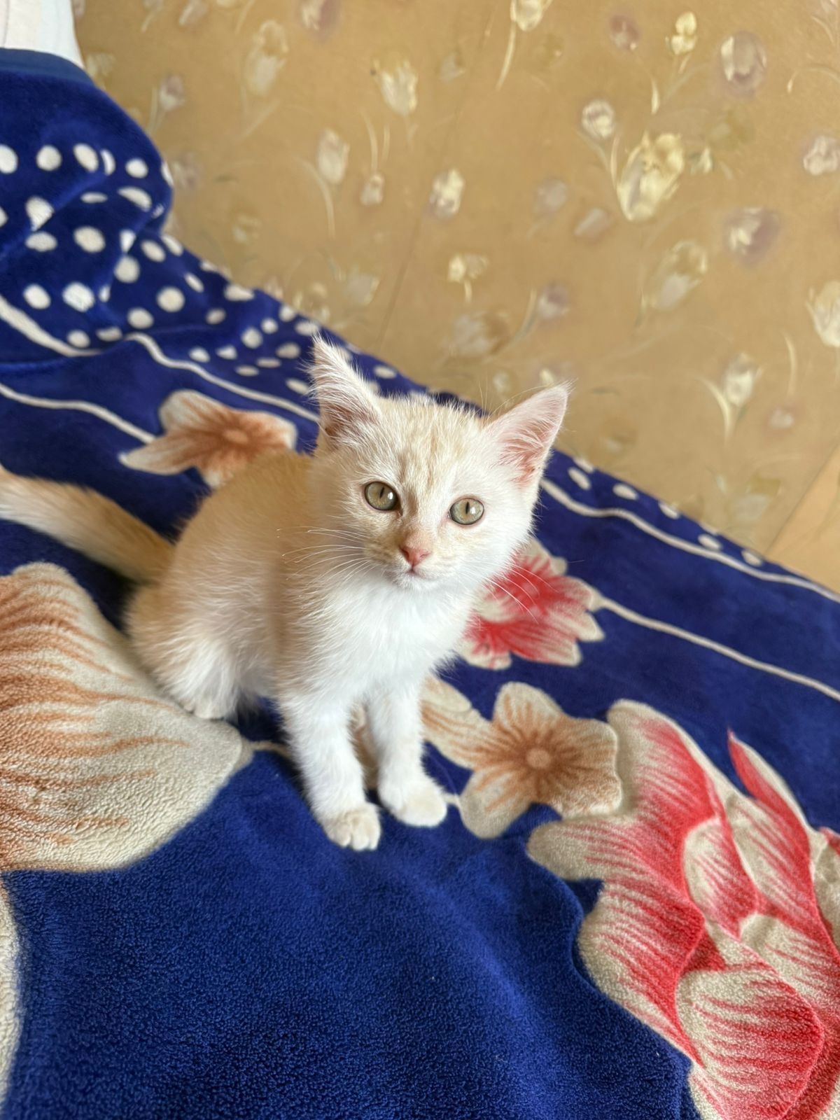 Котенок шотланец