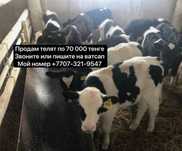 Продам племенных телят двух месячные