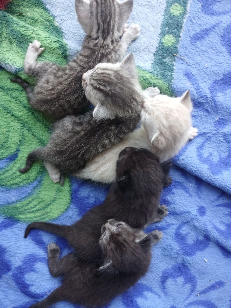 отдам котят 1 месяц