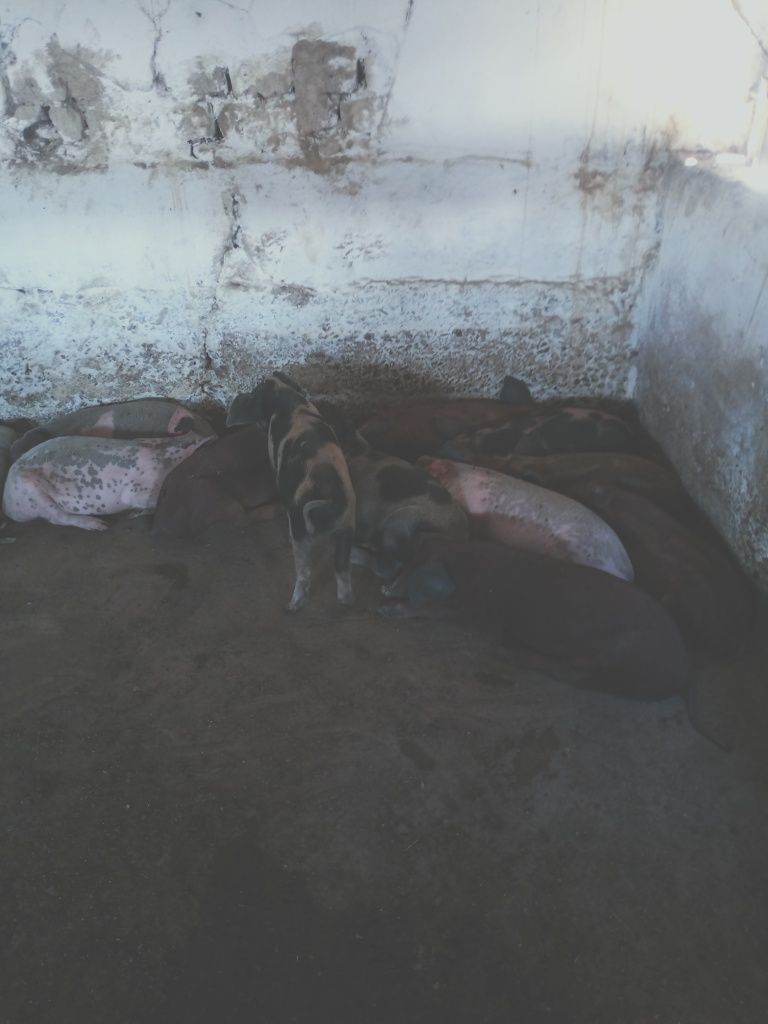 Парясията домашны