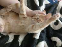 Отдам котенка 4 мес