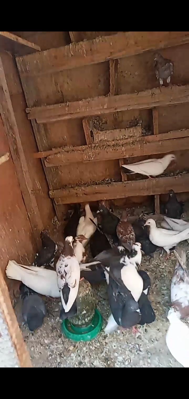 Кептер сатылады Жетісай