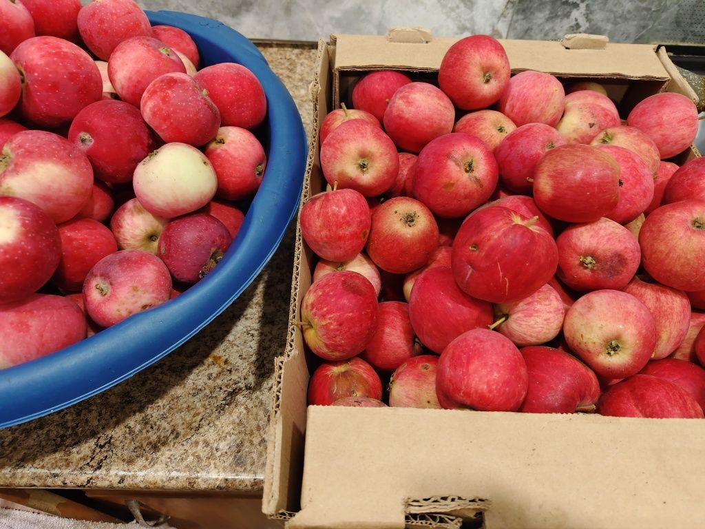 Продам яблоки с дачного участка