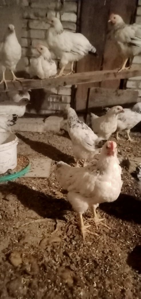 Петушки адлеры на продажу звоните