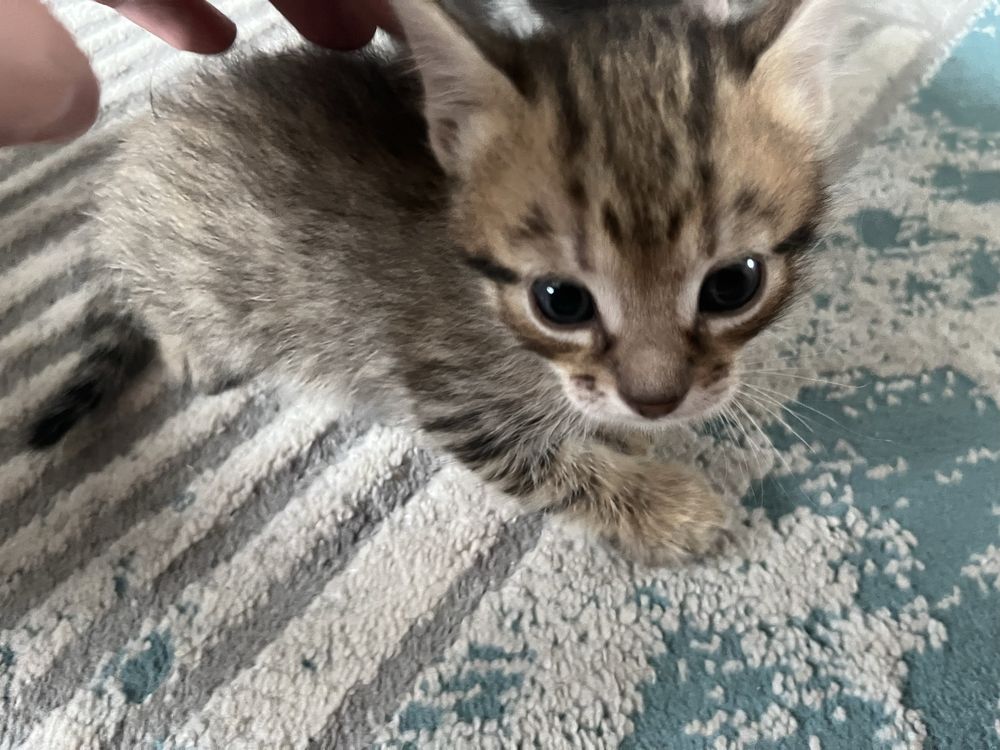 отдам котяток в добрые руки!!