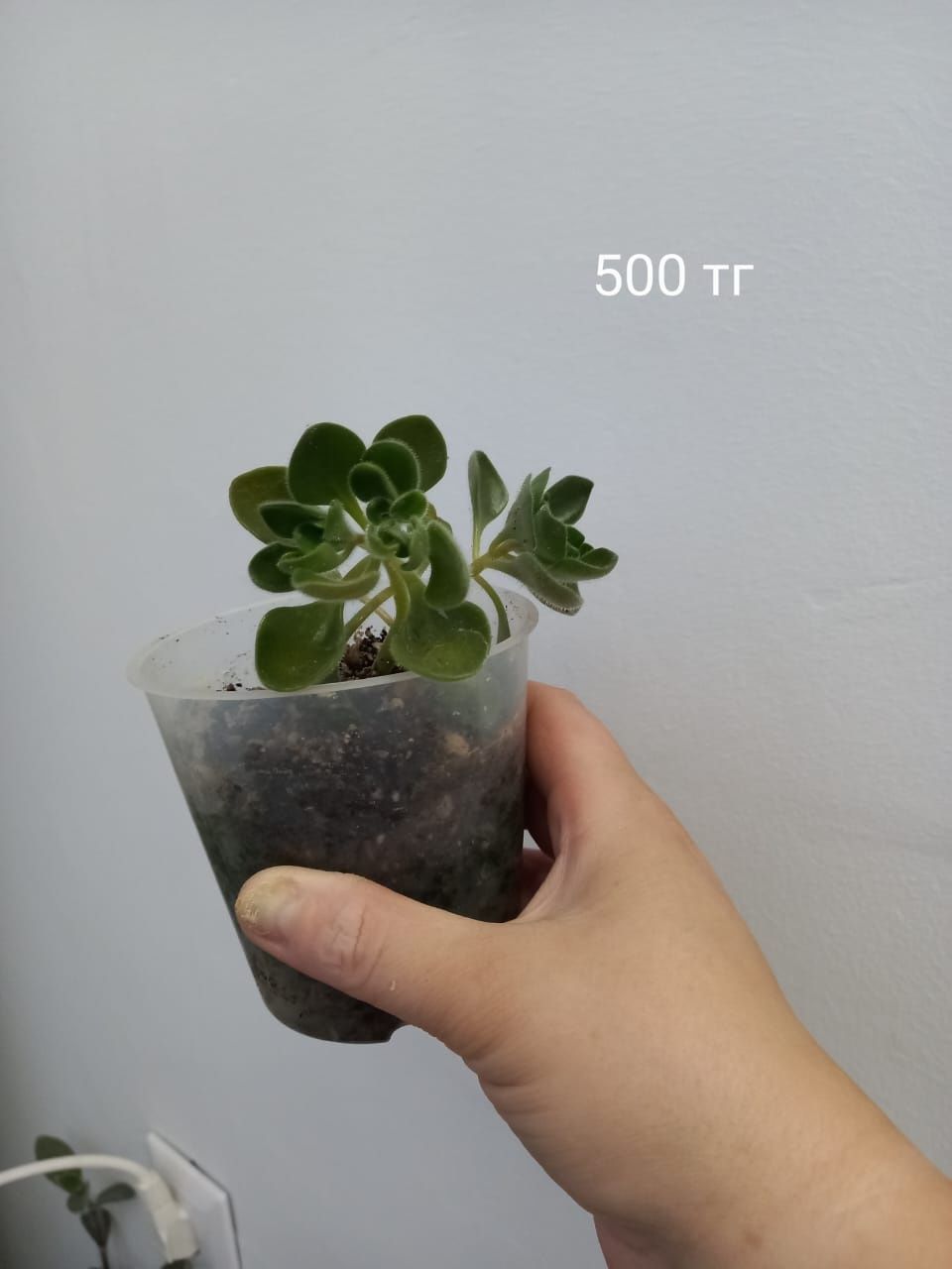 Продам цветочки разные
